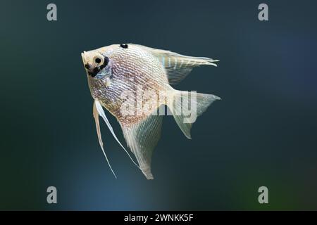 Ghost Angelfish (Pterophyllum scalare) - Freshwater Fish Stock Photo