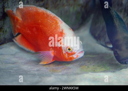 Golden Oscar (Astronotus ocellatus) - Freshwater Fish Stock Photo