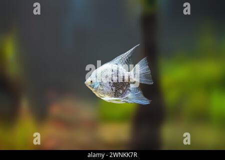 Ghost Angelfish (Pterophyllum scalare) - Freshwater Fish Stock Photo