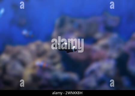 Black Ocellaris Clownfish(Amphiprion ocellaris) - Marine Fish Stock Photo