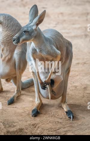 Red Kangaroo mother with baby in pouch (Osphranter rufus) Stock Photo