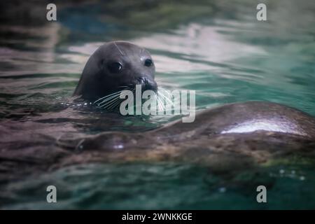 Harbor Seal (Phoca vitulina) or Common Seal Stock Photo