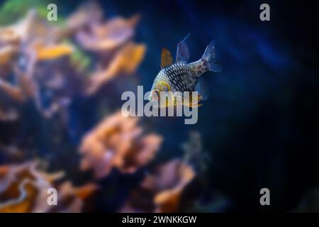 Pajama Cardinalfish (Sphaeramia nematoptera) - Marine Fish Stock Photo