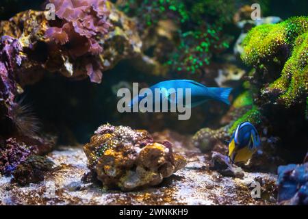 Bird Rass Fish Bird Wrasse (Gomphosus varius) - Marine Fish Stock Photo - Alamy