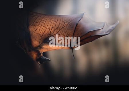 Large Flying Fox (Pteropus vampyrus) with open wings Stock Photo