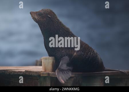 South American Fur Seal (Arctocephalus australis) Stock Photo