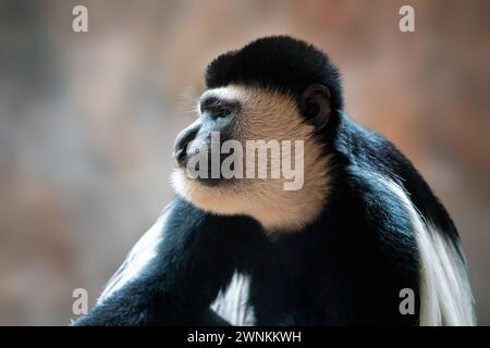 Mantled Guereza mokey (Colobus guereza) Stock Photo