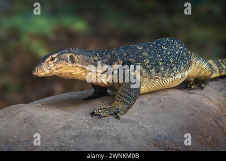 Asian Water Monitor lizard (Varanus salvator) Stock Photo