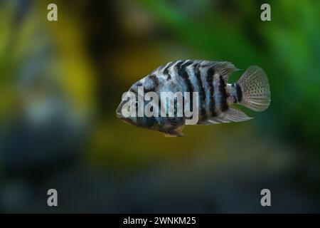 Convict Cichlid (Amatitlania nigrofasciata) - Freshwater Fish Stock Photo