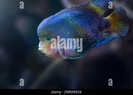 Green Terror (Andinoacara rivulatus) - Freshwater Fish Stock Photo