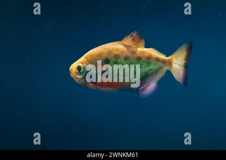 Spotted Metynnis (Metynnis Maculatus) - Freshwater Fish Stock Photo