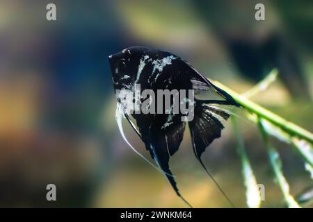 Marble Angelfish (Pterophyllum scalare) - Freshwater Fish Stock Photo