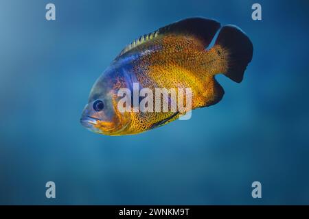 Copper Oscar (Astronotus ocellatus) - Freshwater Fish Stock Photo