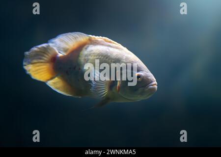 White Oscar (Astronotus ocellatus) - Freshwater Fish Stock Photo