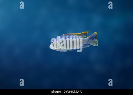 William's Mbuna (Maylandia greshakei) - Freshwater Fish Stock Photo