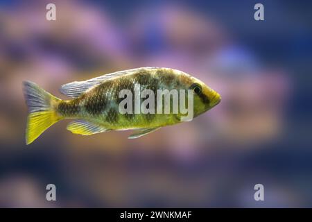 Venustus Hap (Nimbochromis venustus) - Freshwater Fish Stock Photo