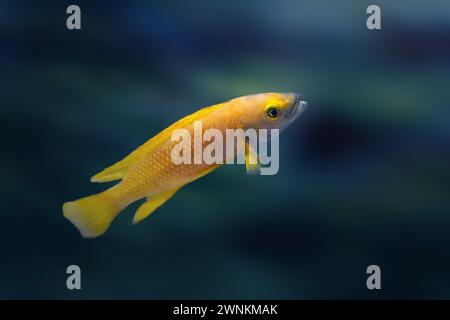 Lemon Cichlid (Neolamprologus leleupi) - Freshwater Fish Stock Photo