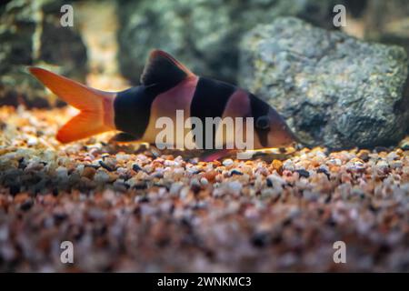 Clown Loach (Chromobotia macracanthus) - Freshwater fish Stock Photo