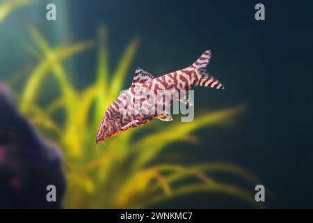 Yoyo Loach (Botia almorhae) - Freshwater fish Stock Photo