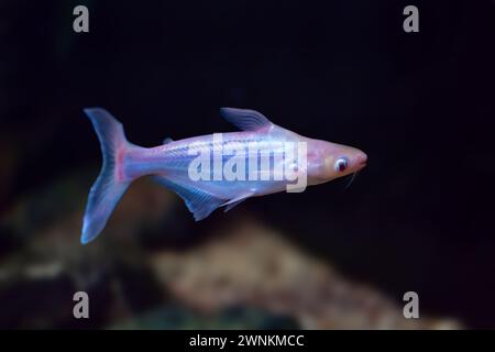 Iridescent Shark Catfish (Pangasianodon hypophthalmus) - Freshwater Fish Stock Photo