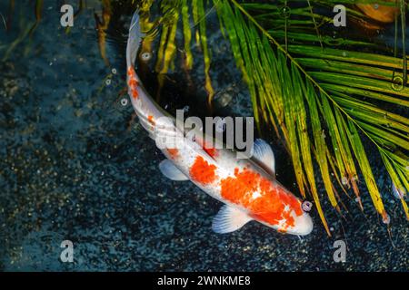 Hariwake Koi Fish (Cyprinus carpio) - Orange and White Stock Photo