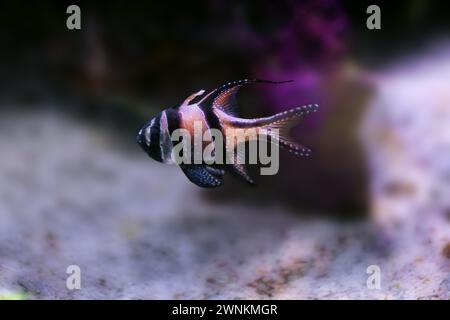 Banggai Cardinalfish (Pterapogon kauderni) - Marine Fish Stock Photo