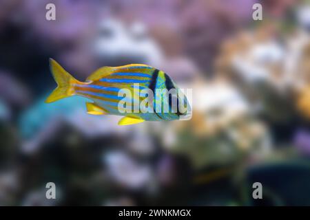 Porkfish (Anisotremus virginicus) - Marine Fish Stock Photo