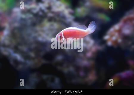 Pink Skunk Clownfish (Amphiprion perideraion) - Marine Fish Stock Photo