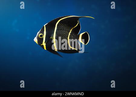 Juvenile French Angelfish (Pomacanthus paru) - Marine Fish Stock Photo