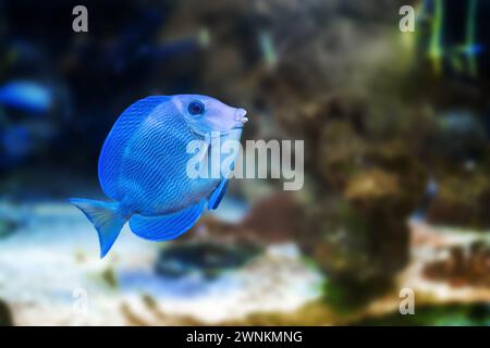 Blue Tang Surgeonfish (Acanthurus coeruleus) - Marine Fish Stock Photo