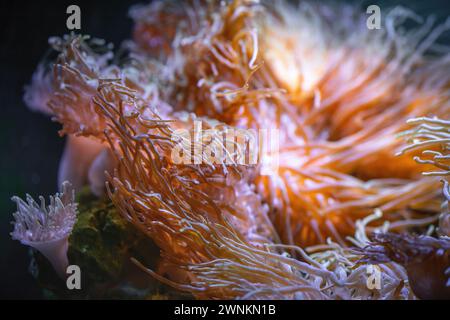 Long Tentacle Anemone (Macrodactyla doreensis) Stock Photo