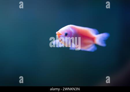 Kissing Gourami (Helostoma Temminckii) - Freshwater Fish Stock Photo