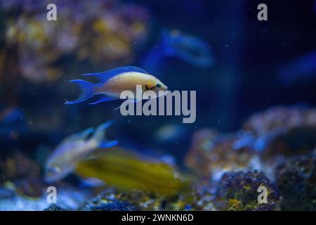 Princess Cichlid (Neolamprologus brichardi) - Freshwater Fish Stock Photo