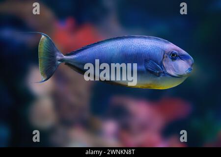 Orange Spine Surgeonfish (Naso lituratus) - Marine Fish Stock Photo