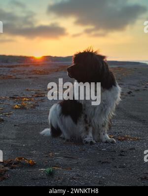 White and black Landseer Newfoundland dog sitting on beach at sunset Stock Photo