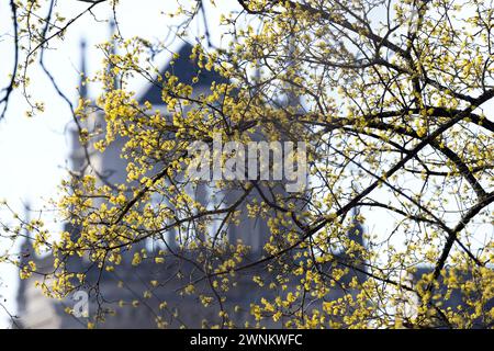 Coburg, Germany. 03rd Mar, 2024. The silhouette of Ehrenburg Castle can be seen behind numerous yellow blossoms on a tree. It's springtime in Coburg. Credit: Pia Bayer/dpa/Alamy Live News Stock Photo