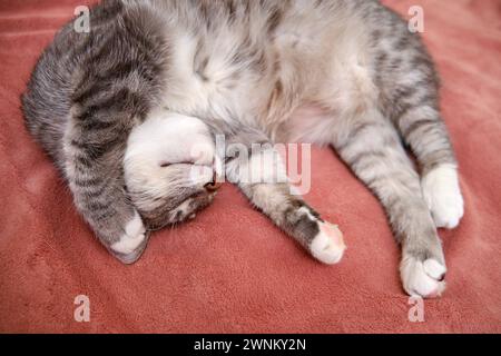 Funny cat lies belly up on a red blanket and sleep, close up Stock Photo