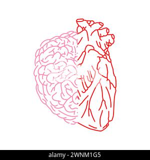 Half brain and half heart. Combine feelings and reason. Stock Vector