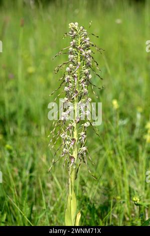 Orchid Bocks-Riemenzunge (Himantoglossum hircinum), Kaiserstuhl region, Germany Stock Photo