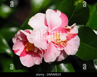 Pink and red streaked white flowers of the hardy evergreen shrub, Camellia japonica 'Tricolor' blooming in early spring Stock Photo
