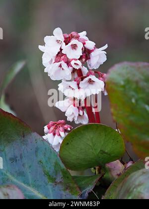 Early spring white flowers of the hardy, large leaved perennial, Bergenia 'Pink Ice', open from red-pink buds Stock Photo