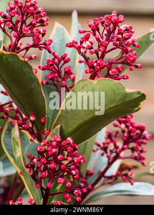 Red buds  and spring flowers in the panicles of the variegated hardy evergreen shrub, Skimmia japonica 'Perosa' Stock Photo