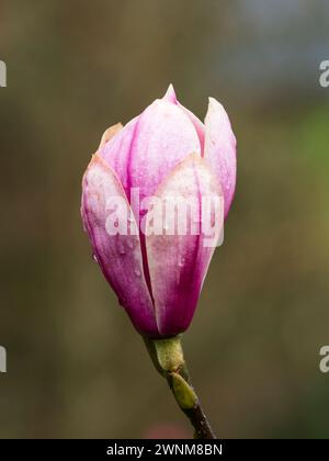 Large pink and white flower of  the early spring flowering hardy small tree, Magnolia 'Kim Kunso' Stock Photo