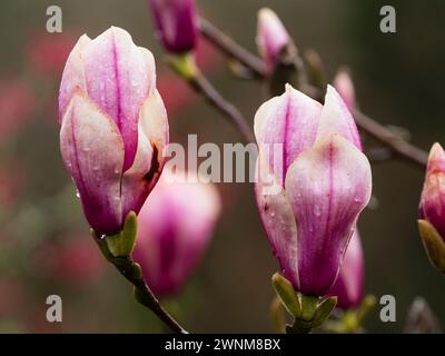 Large pink and white flowers of  the early spring flowering hardy small tree, Magnolia 'Kim Kunso' Stock Photo