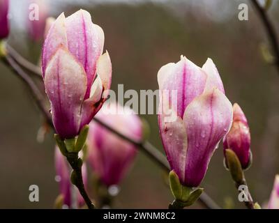 Large pink and white flowers of  the early spring flowering hardy small tree, Magnolia 'Kim Kunso' Stock Photo