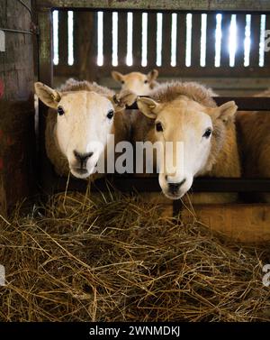 Welsh Ewe Sheep in Barn eating hay, South Wales Stock Photo