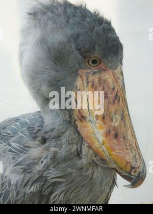 その他 shoebill A shoebill bird, also known as a whalehead or shoe-billed