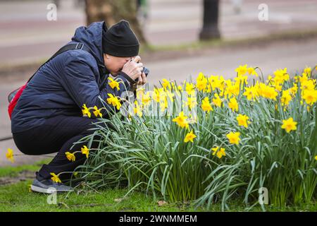 London, UK. 03rd Mar, 2024. A man takes pictures of the daffodils. People enjoy the beautiful sunshine today in Westminster as the first signs of spring begin to show with daffodils and early cherry blossom in St James' Park. Credit: Imageplotter/Alamy Live News Stock Photo