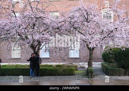 Couple take selfie under blossoming cherry trees in spring, Cambridge, UK Stock Photo