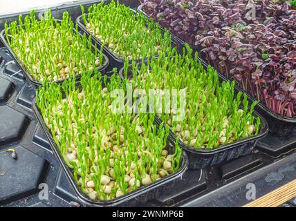 Pea sprouts, microgreens in plastic trays. Healthy eating, vitamin food. Stock Photo